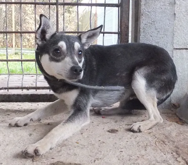 Znaleziono psa, Nowa Krępa, 11 listopada 2025