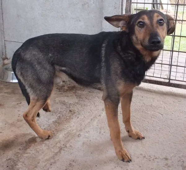 Znaleziono psa, Nowa Krępa, 8 listopada 2025