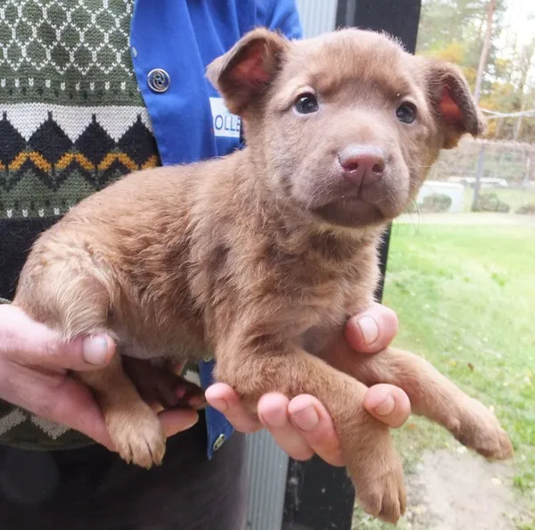 Znaleziono psa, Nowa Krępa, 24 października 2025