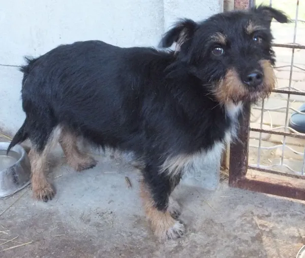 Znaleziono psa, Nowa Krępa, 23 października 2025