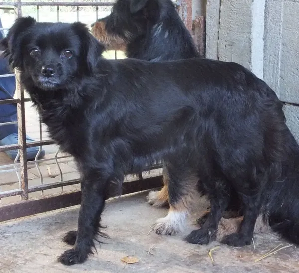 Znaleziono psa, Nowa Krępa, 20 października 2025