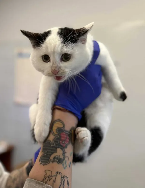 Znaleziono kota, Lublin, 16 listopada 2025