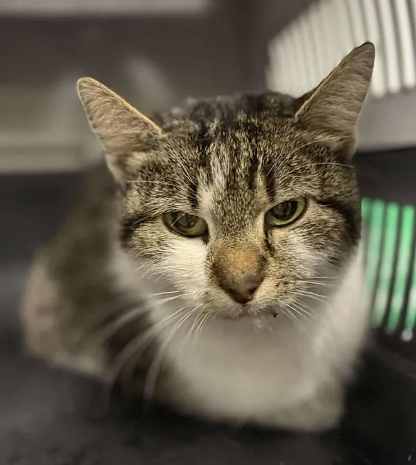 Znaleziono kota, Lublin, 17 listopada 2025