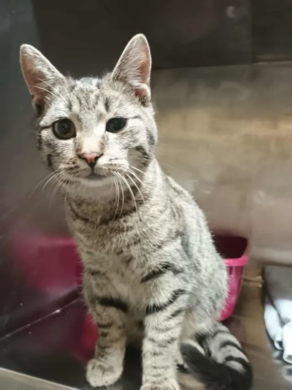 Kot do adopcji, Włocławek, 14 listopada 2025