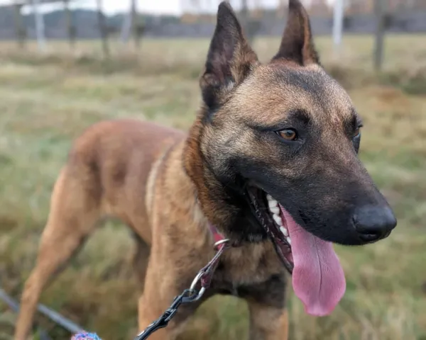 Pies do adopcji, Korabiewice, 17 listopada 2025 (1/5)