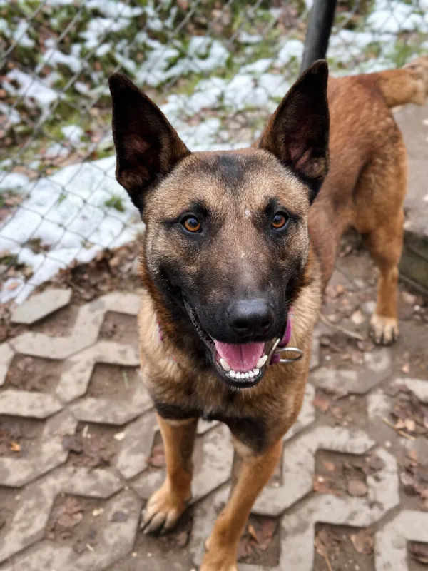 Pies do adopcji, Korabiewice, 17 listopada 2025 (3/5)