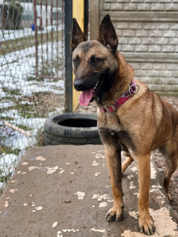 Pies do adopcji, Korabiewice, 17 listopada 2025 (5/5)