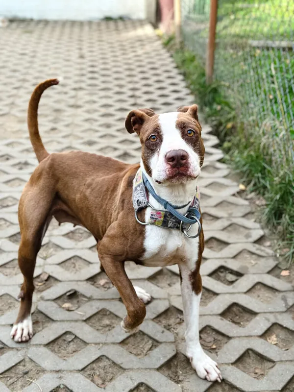 Pies do adopcji, Korabiewice, 17 listopada 2025 (1/5)