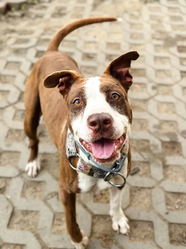 Pies do adopcji, Korabiewice, 17 listopada 2025 (2/5)