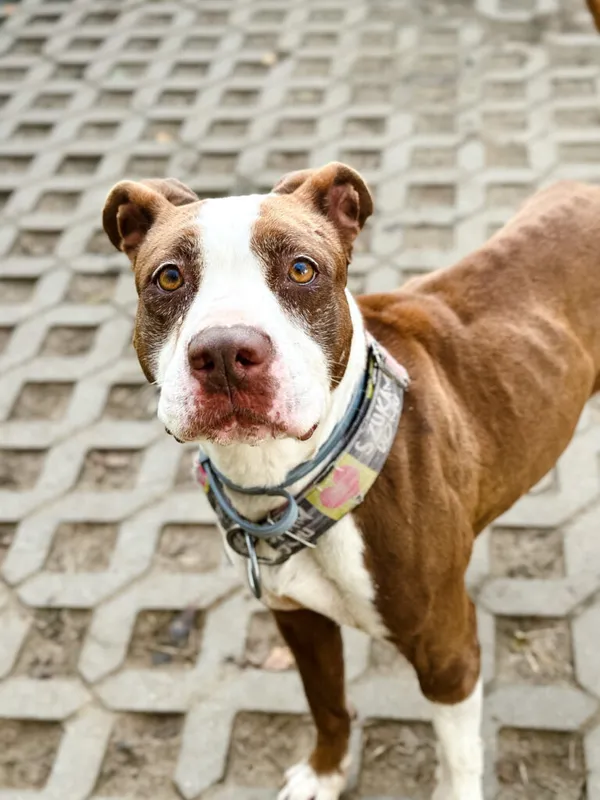 Pies do adopcji, Korabiewice, 17 listopada 2025 (3/5)