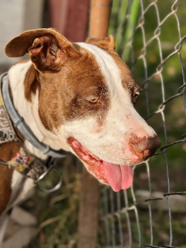 Pies do adopcji, Korabiewice, 17 listopada 2025 (5/5)