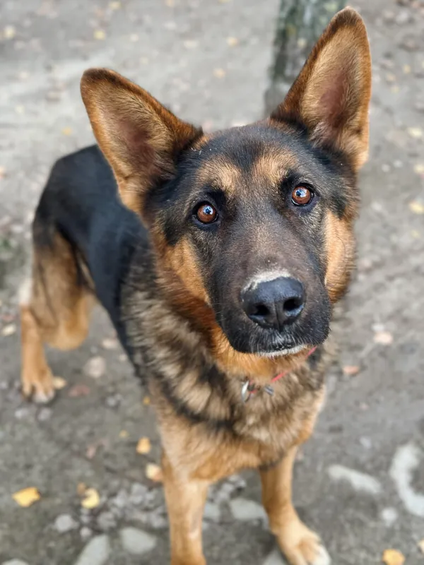 Pies do adopcji, Korabiewice, 17 listopada 2025 (2/5)