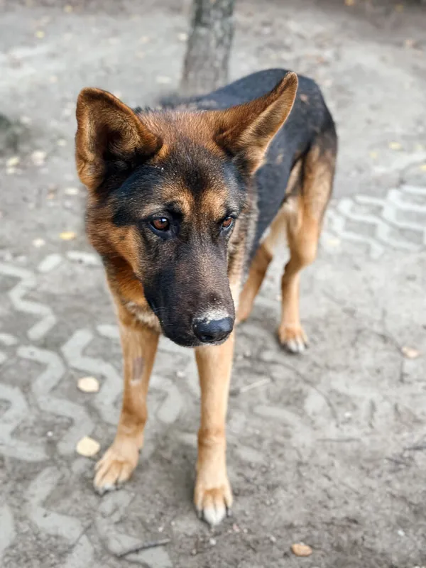 Pies do adopcji, Korabiewice, 17 listopada 2025 (3/5)