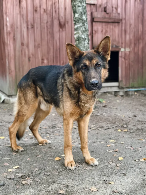 Pies do adopcji, Korabiewice, 17 listopada 2025 (4/5)