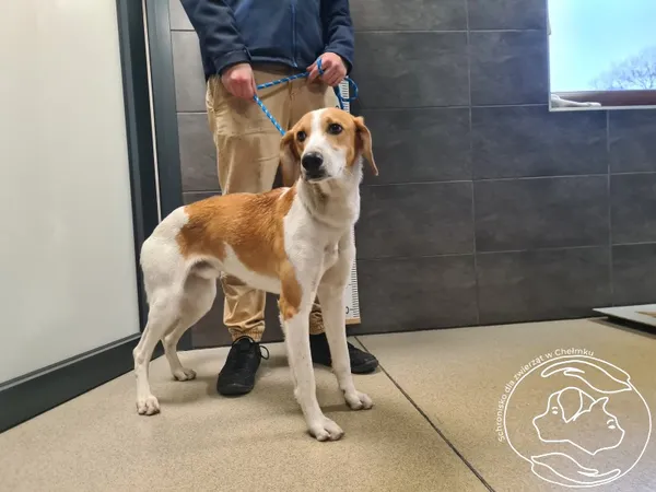 Znaleziono psa, Chełmek, 17 listopada 2025