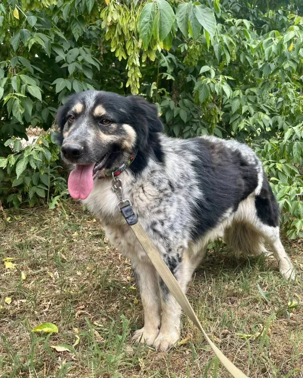 Pies do adopcji, Przyborówko, 17 listopada 2025 (1/3)