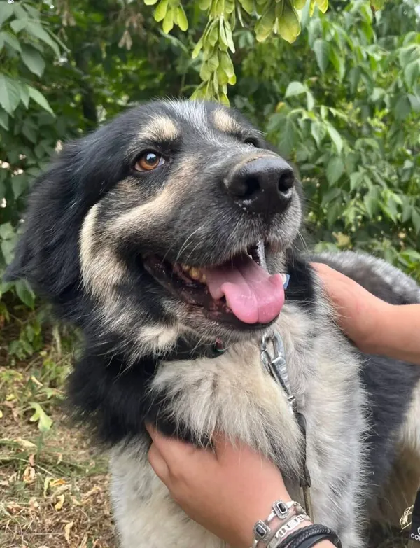 Pies do adopcji, Przyborówko, 17 listopada 2025 (2/3)