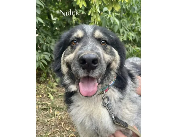 Pies do adopcji, Przyborówko, 17 listopada 2025 (3/3)