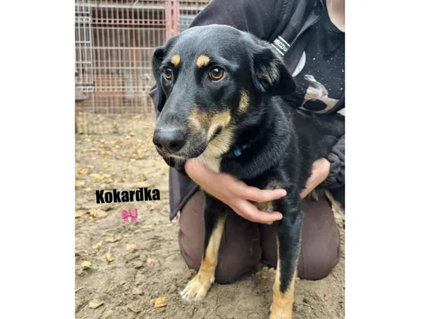 Pies do adopcji, Przyborówko, 17 listopada 2025 (3/3)