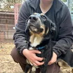 Pies do adopcji