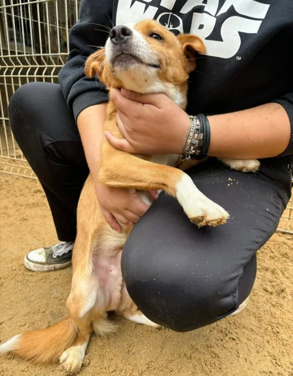 Pies do adopcji, Przyborówko, 17 listopada 2025 (2/3)