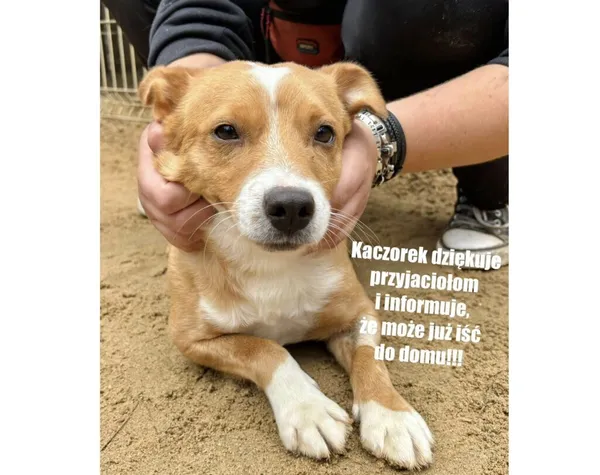 Pies do adopcji, Przyborówko, 17 listopada 2025 (3/3)