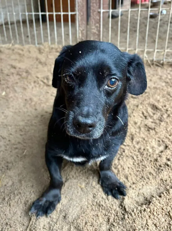 Pies do adopcji, Przyborówko, 17 listopada 2025 (1/3)