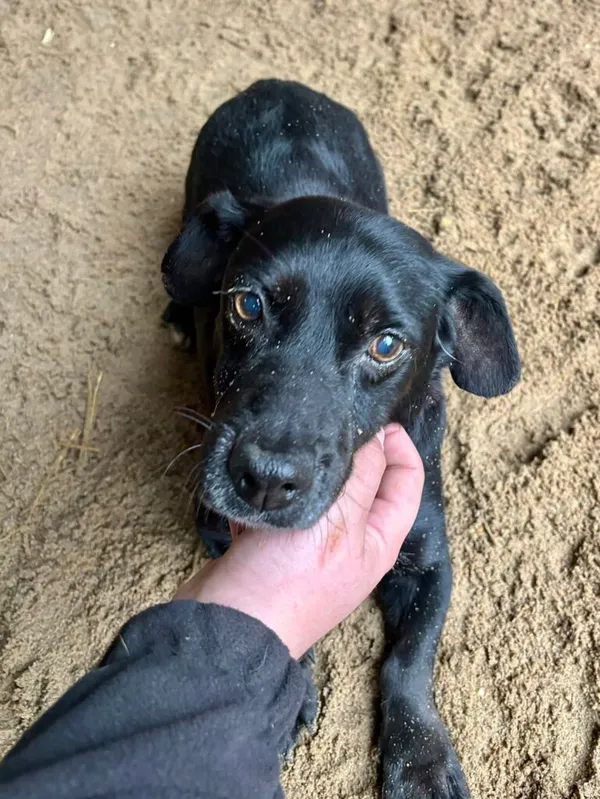 Pies do adopcji, Przyborówko, 17 listopada 2025 (2/3)