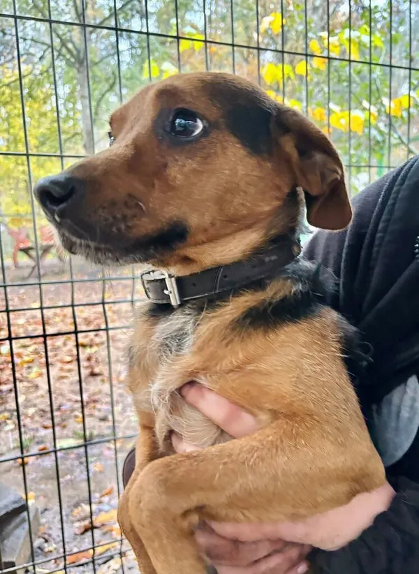 Pies do adopcji, Przyborówko, 17 listopada 2025 (2/3)