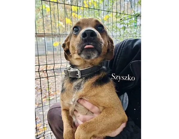 Pies do adopcji, Przyborówko, 17 listopada 2025 (3/3)