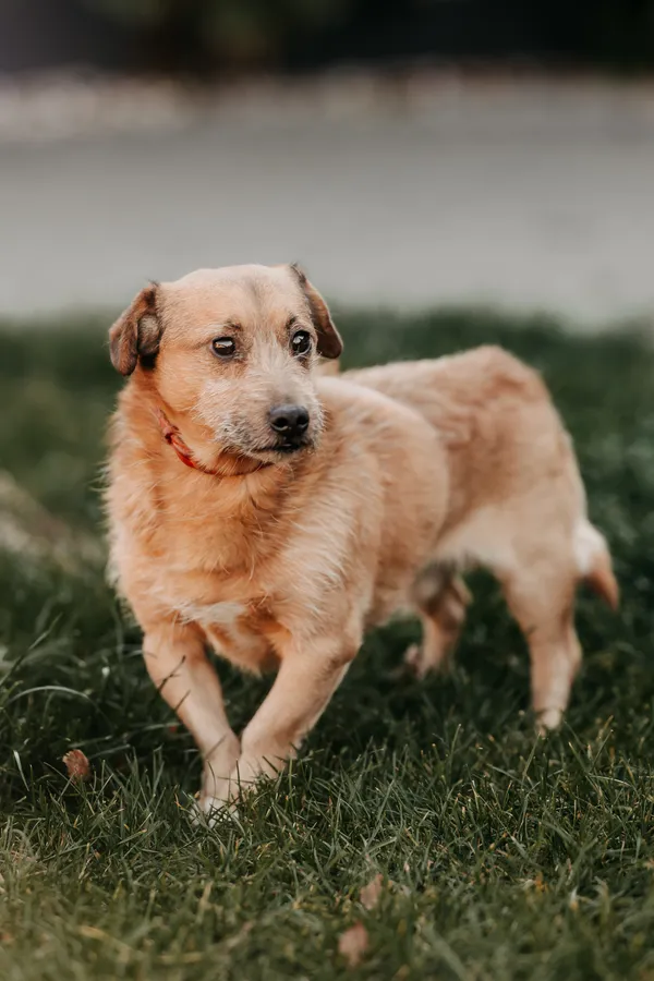 Pies do adopcji, Czartki, 17 listopada 2025 (1/3)