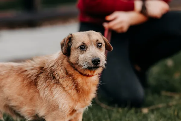 Pies do adopcji, Czartki, 17 listopada 2025 (2/3)