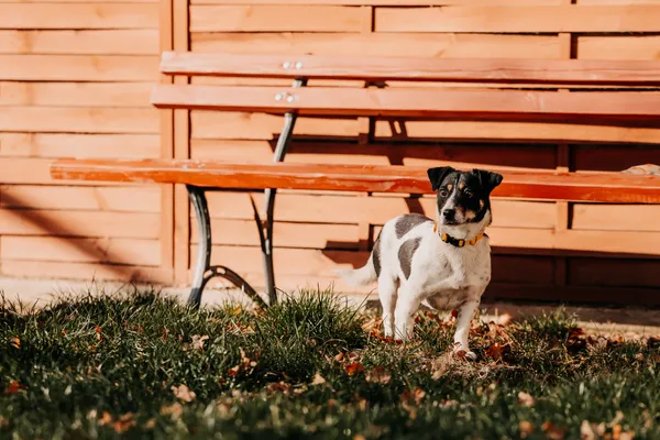 Pies do adopcji, Czartki, 17 listopada 2025 (2/5)