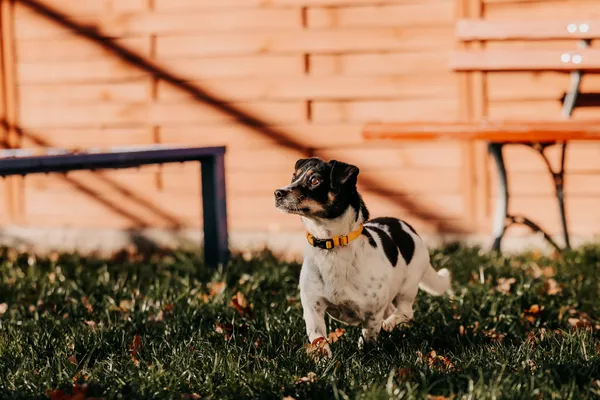 Pies do adopcji, Czartki, 17 listopada 2025 (5/5)