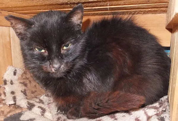 Znaleziono kota, Nowa Krępa, 20 października 2025