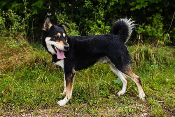 Znaleziono psa, Wałbrzych, 15 listopada 2025