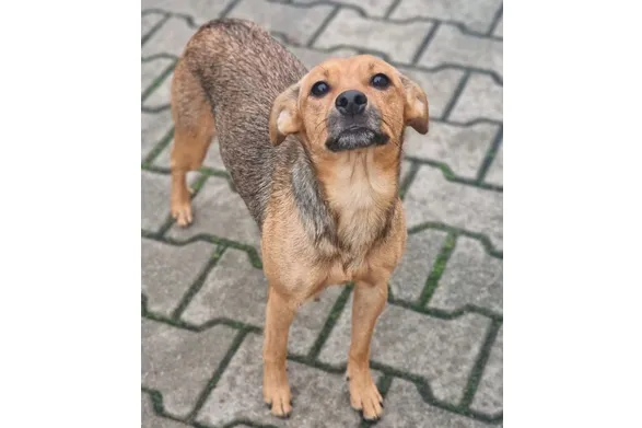 Pies do adopcji, Wrocław, 27 września 2025