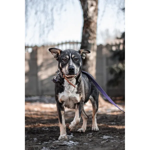 Znaleziono psa, Białystok, 17 listopada 2025 (1/3)