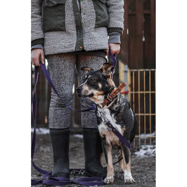 Znaleziono psa, Białystok, 17 listopada 2025 (2/3)