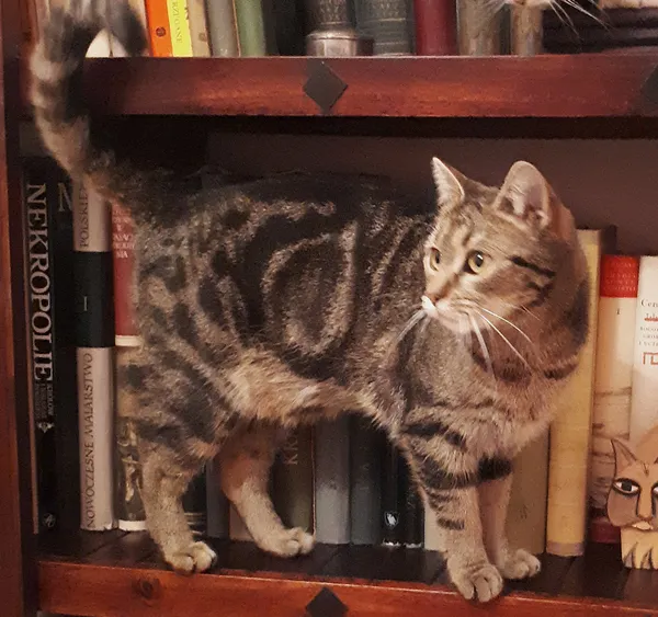 Zaginął kot, Dębica, 19 listopada 2025 (2/3)