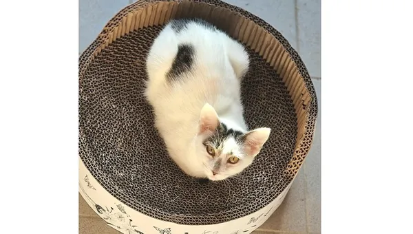 Kot do adopcji, Wrocław, 20 lipca 2025