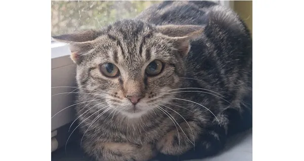 Kot do adopcji, Wrocław, 21 lipca 2025