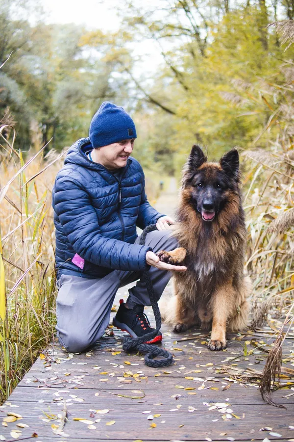 Pies do adopcji, Sosnowiec, 8 października 2025 (1/5)