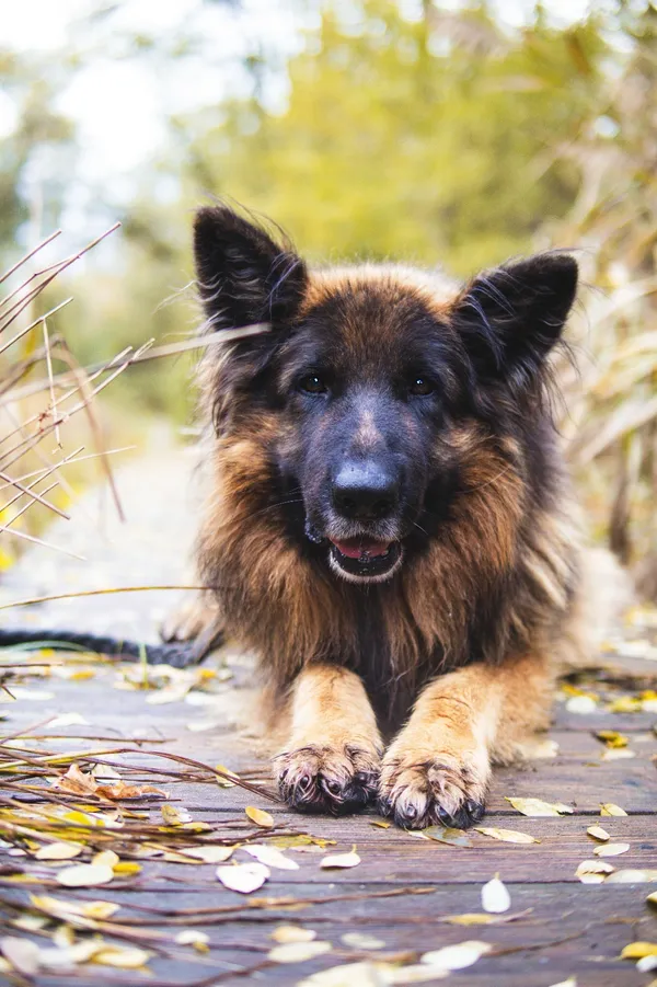 Pies do adopcji, Sosnowiec, 8 października 2025 (3/5)