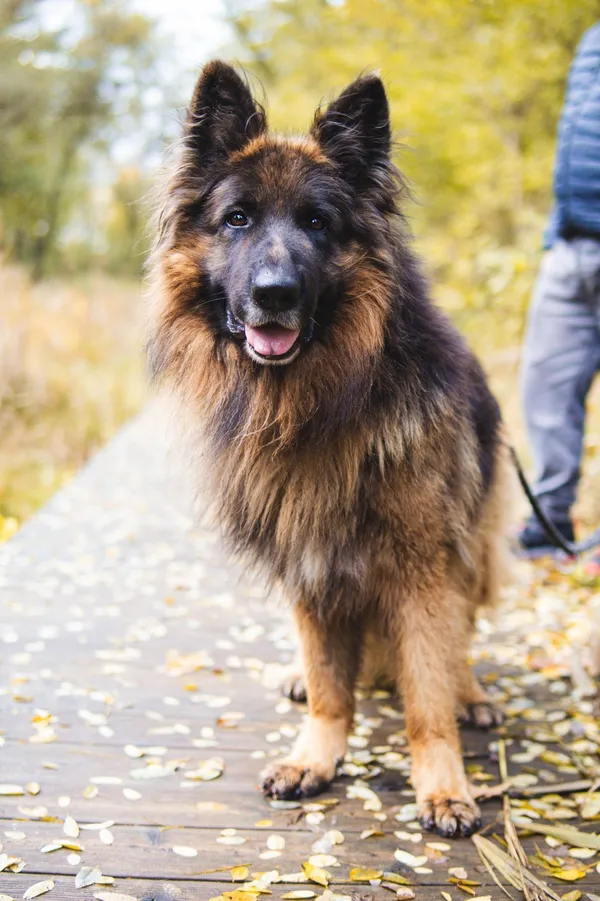 Pies do adopcji, Sosnowiec, 8 października 2025 (5/5)