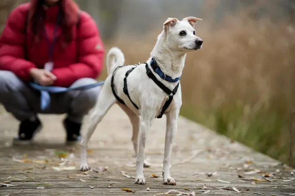 Pies do adopcji, Sosnowiec, 17 października 2025 (1/5)