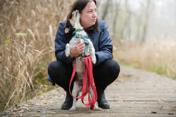 Pies do adopcji, Sosnowiec, 26 października 2025 (2/5)