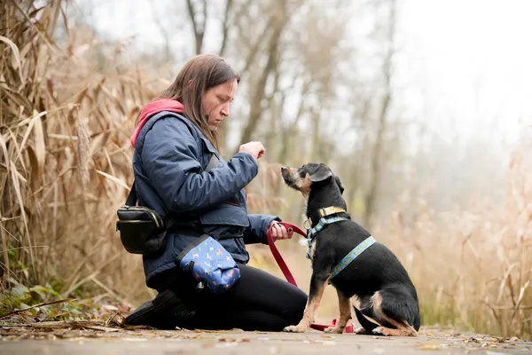 Pies do adopcji, Sosnowiec, 16 października 2025 (2/5)