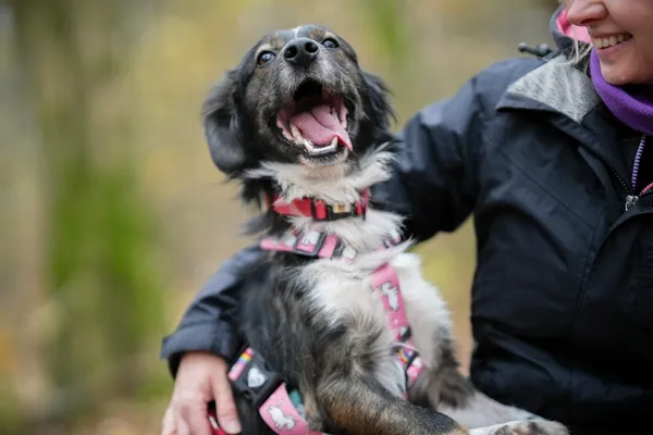 Pies do adopcji, Sosnowiec, 18 października 2025 (5/5)