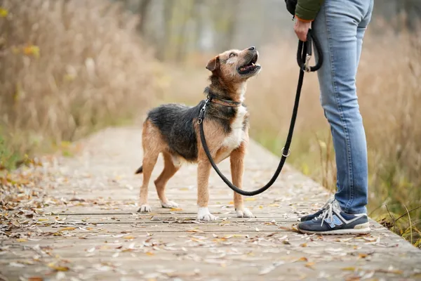 Pies do adopcji, Sosnowiec, 15 października 2025 (2/5)